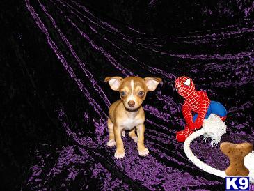 Chihuahua Puppies for Sale