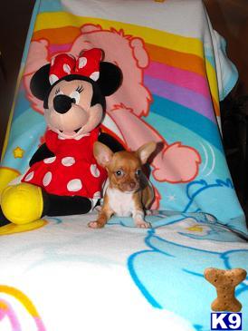 Chihuahua Puppies in FL