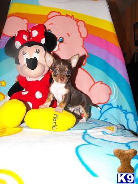 Chihuahua Puppies in FL
