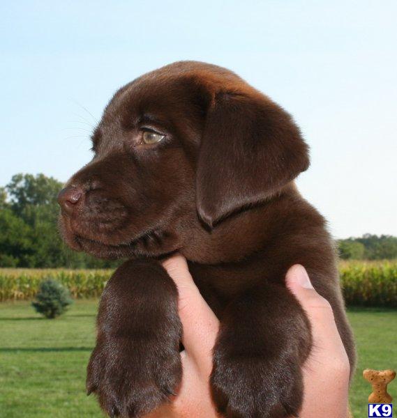 Puppies in Hodgenville