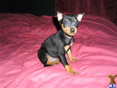 Miniature Pinscher Puppies for Sale