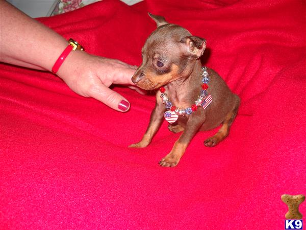 Puppies in Westville