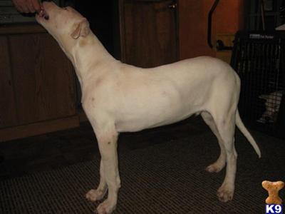 Pictures+of+dogo+argentino+dogs
