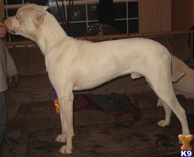 Stud Dogs - Dogo Argentino