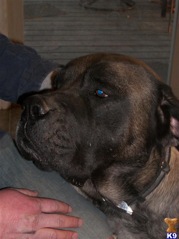 Stud Dogs - Mastiff
