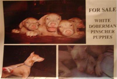 Doberman Pinscher Puppies in FL