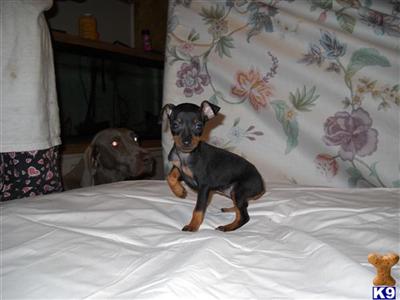 Miniature Pinscher Puppies for Sale