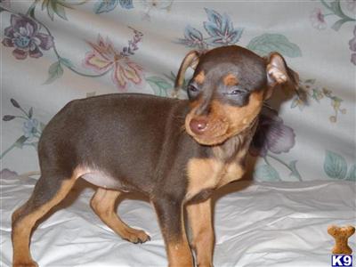 Miniature Pinscher Puppies for Sale