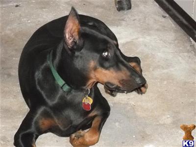 Dogs - Doberman Pinscher