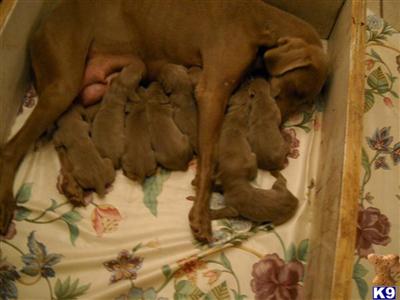 Puppies in FL