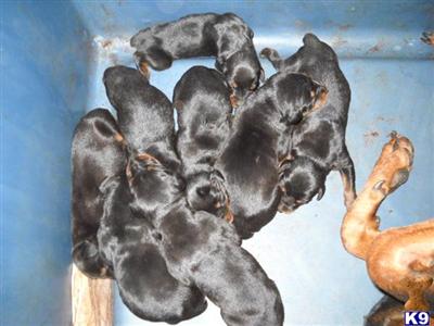 Doberman Pinscher Puppies in FL