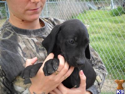 Doberman Pinscher Puppies in FL
