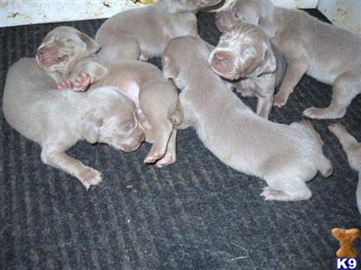 Weimaraner Puppies in FL
