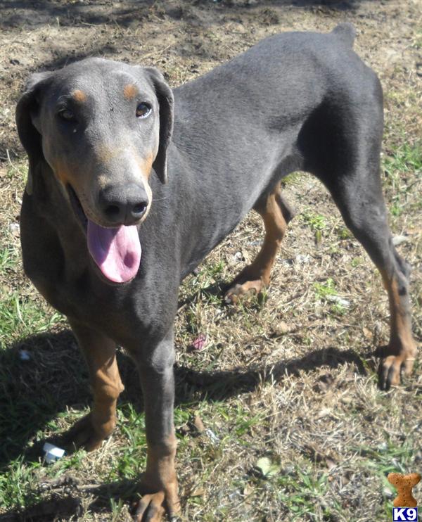 Doberman Pinscher Puppies for Sale