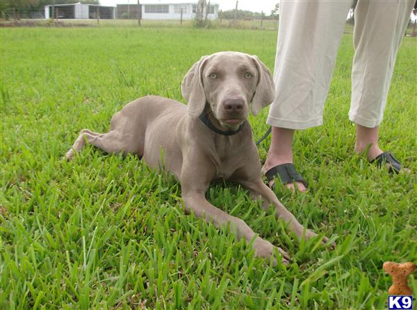 weimaraner puppies for sale in nc weimaraner puppies for sale nc breeds picture weimaraner puppies for sale in nc weimaraner puppies for sale nc breeds picture