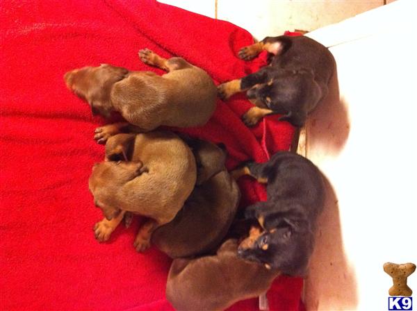 Doberman Pinscher Puppies in FL