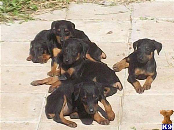 Doberman Pinscher Puppies