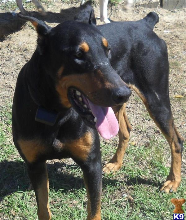 Dogs - Doberman Pinscher