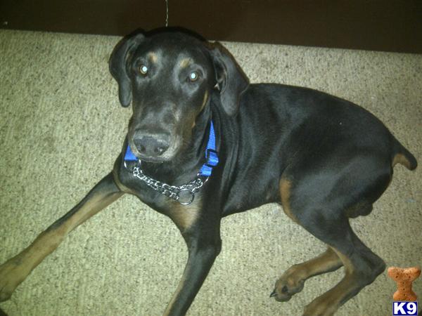 doberman puppies for sale in ohio doberman pinscher puppies for sale in ohio breeds picture doberman puppies for sale in ohio doberman pinscher puppies for sale in ohio breeds picture