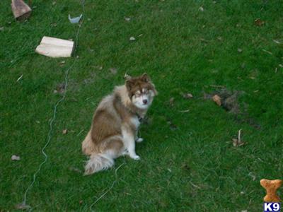 Stud Dogs - Alaskan Malamute
