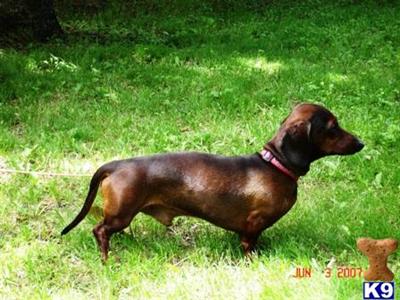 Stud Dogs - Dachshund
