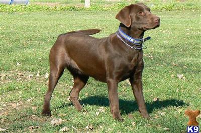 Dogs for Sale in CA