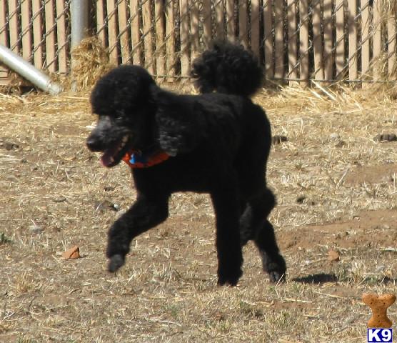 Puppies in Perris