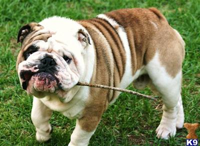 Stud Dogs - English Bulldog