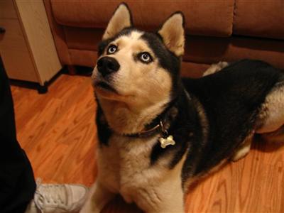 Stud Dogs - Siberian Husky