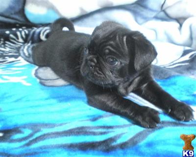 Pug Puppies for Sale