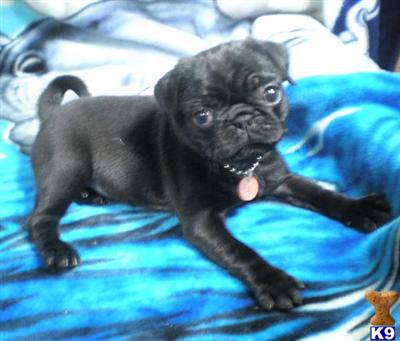 Pug Puppies for Sale