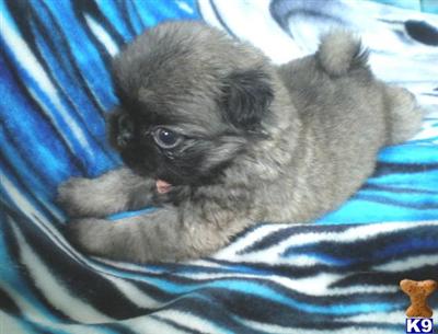 Pug Puppies for Sale