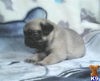 Pug Puppies for Sale