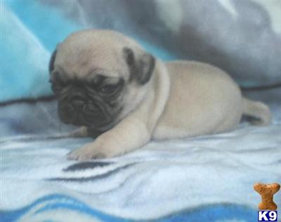 Pug Puppies for Sale
