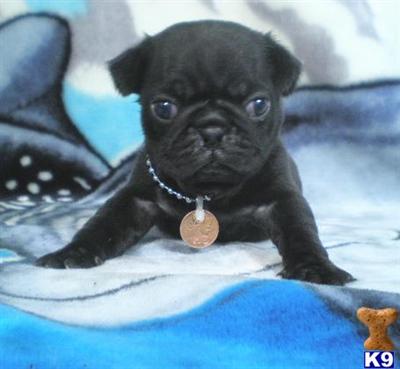 Pug Puppies for Sale