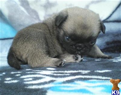 Pug Puppies for Sale