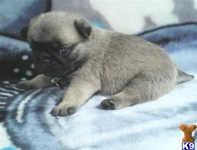 Pug Puppies for Sale