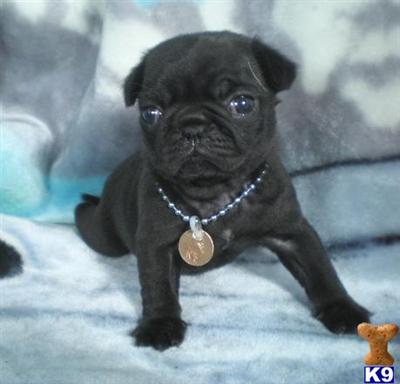 Pug Puppies for Sale