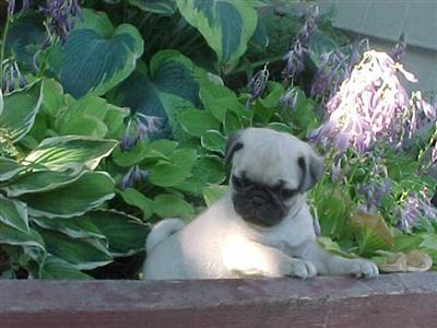 Puppies in UT