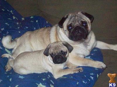 Stud Dogs - Pug