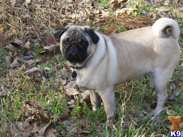Stud Dogs - Pug