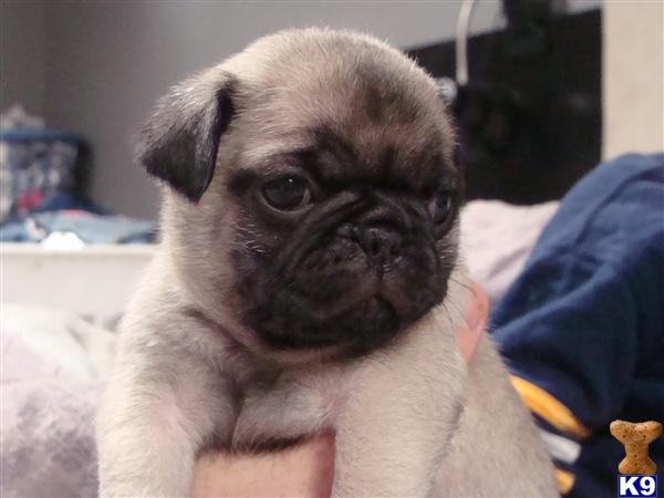 Pug Puppies