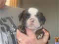 English Bulldog