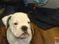 English Bulldog