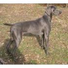 Stud Dogs - Weimaraner