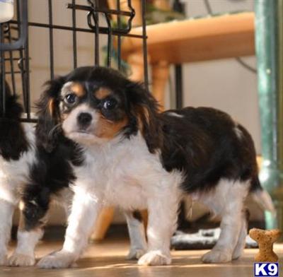 Cavalier King Charles Spaniel Puppies for Sale