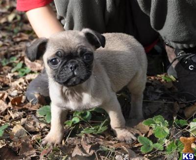 Puppies in NJ