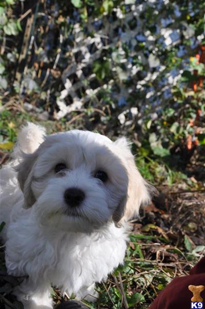 Puppies in NJ