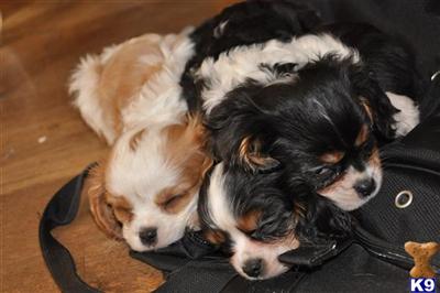 Puppies in NJ