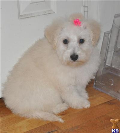 Puppies in NJ